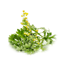 Artemisia absinthium